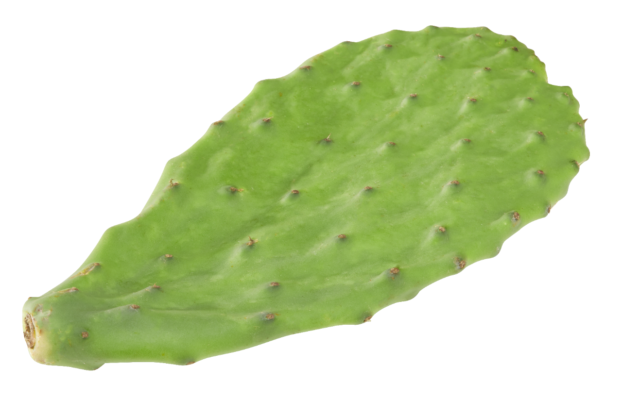 Кактус нопаль 