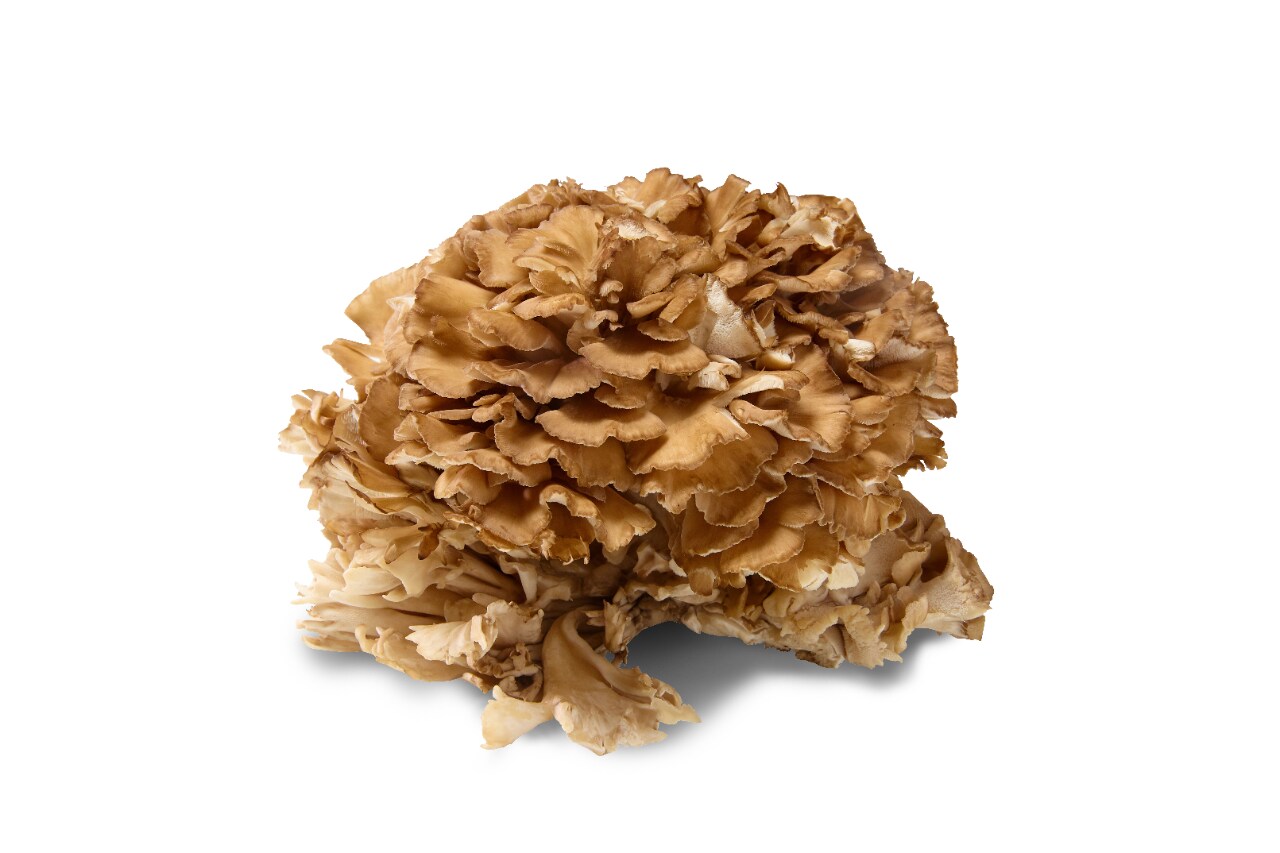 Гриби маітаке