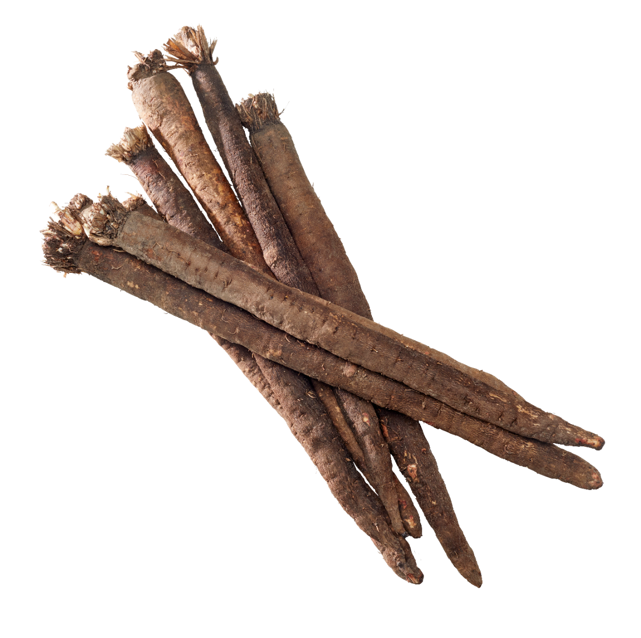 Козелець іспанський