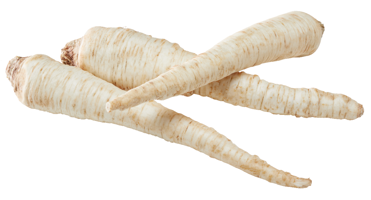 Корінь петрушки