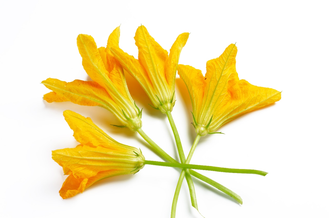 Квіти гарбуза