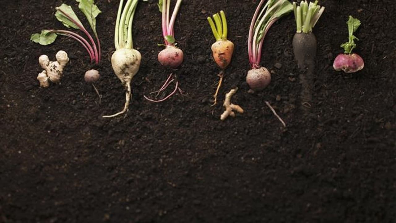 Коренеплоди