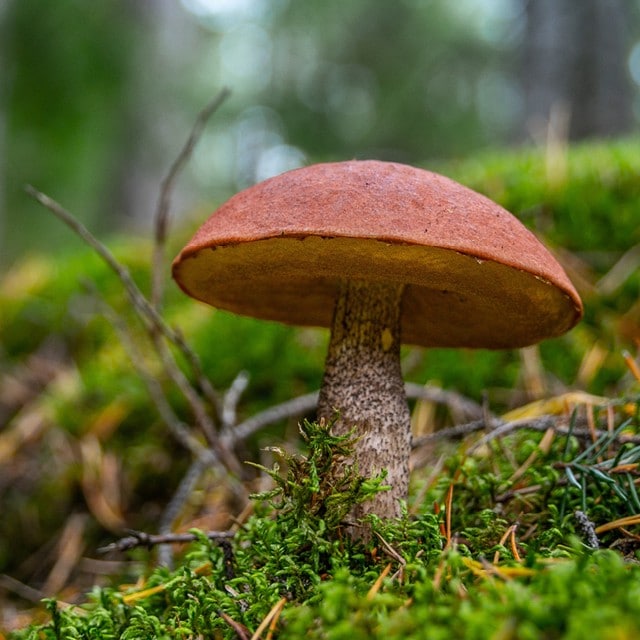 Гриби на вашій кухні — які різновиди можна використовувати?